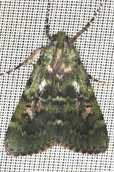 b1035-Sumaco-Lodge-Ecuador-10-10-22