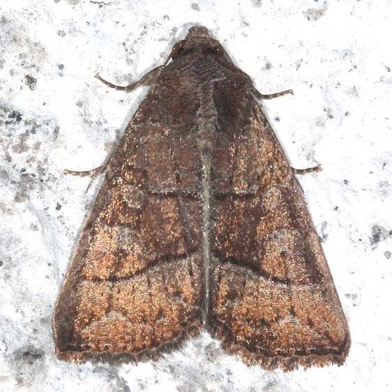 b1037-Terra-Luna-Lodge-Tena-Ecuador-10-11-22