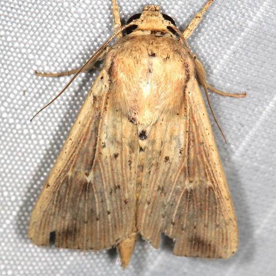 b1039-Terra-Luna-Lodge-Tena-Ecuador-10-12-22