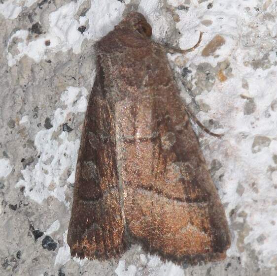 b1041-Terra-Luna-Lodge-Tena-Ecuador-10-11-22