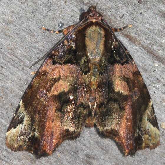 b1042-Sumaco-Lodge-Ecuador-10-9-22