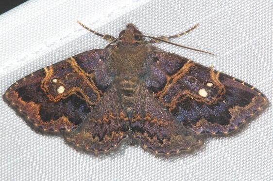 b1045-Sumaco-Lodge-Ecuador-10-10-22