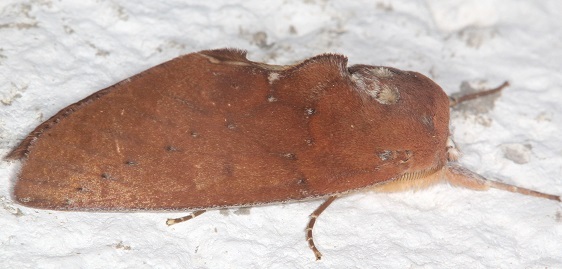 b1046-Terra-Luna-Lodge-Tena-Ecuador-10-11-22