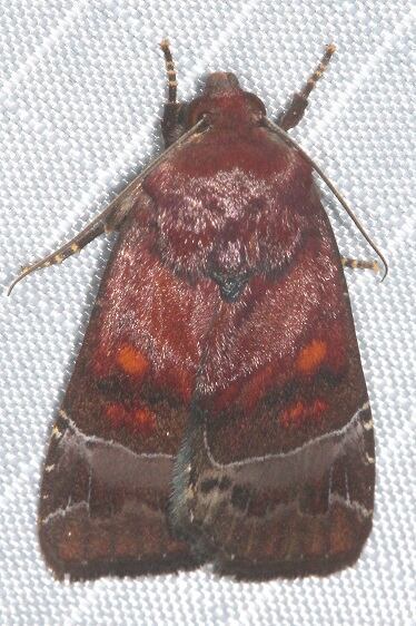 b1047-Sumaco-Lodge-Ecuador-10-9-22