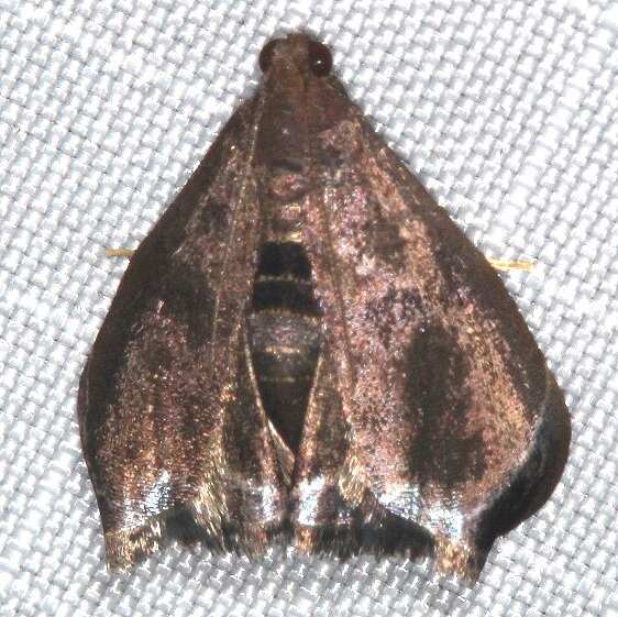 b1051-Sumaco-Lodge-Ecuador-10-10-22