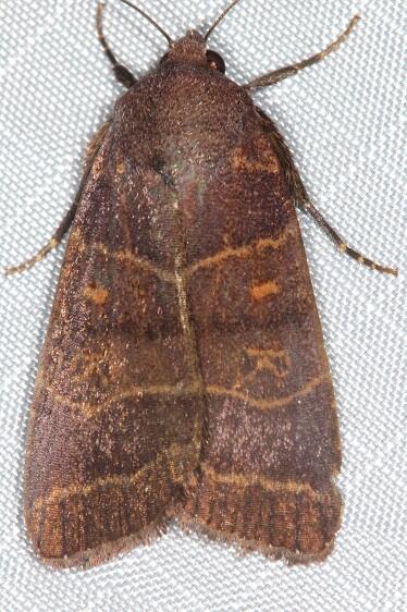 b1052-Sumaco-Lodge-Ecuador-10-8-22