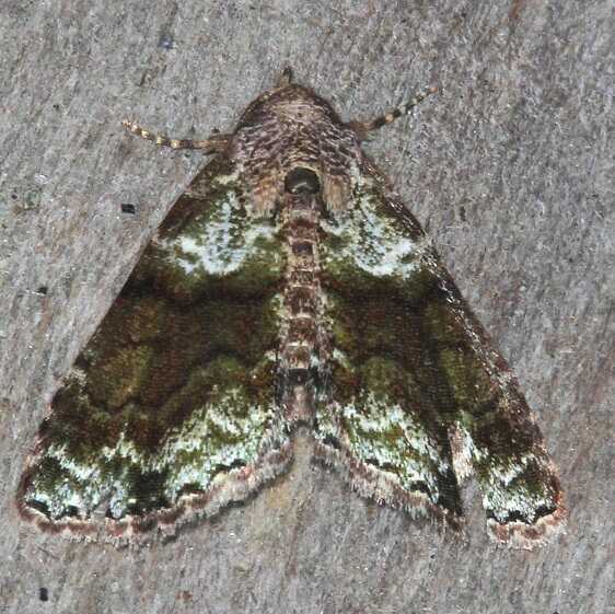 b1059-Sumaco-Lodge-Ecuador-10-9-22