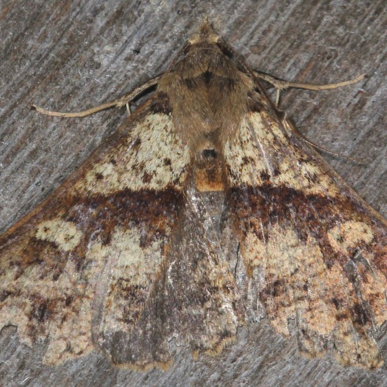 b1064-Sumaco-Lodge-Ecuador-10-9-22