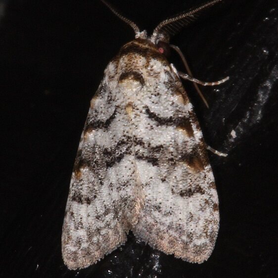 b1070-Sumaco-Lodge-Ecuador-10-9-22