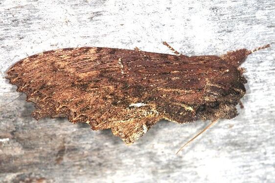 b1080-Sumaco-Lodge-Ecuador-10-10-22