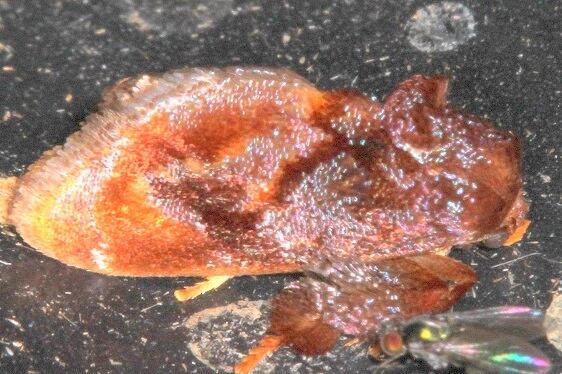 b1081-Sumaco-Lodge-Ecuador-10-9-22