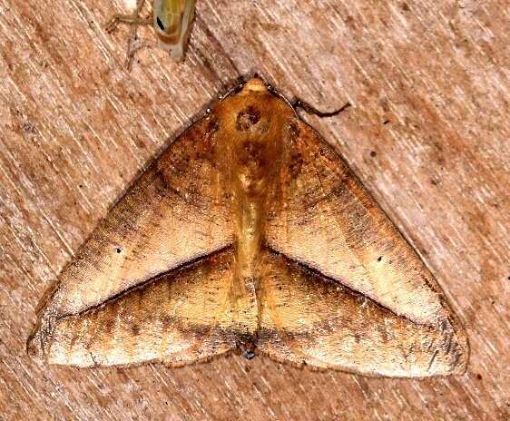 b1082-Sumaco-Lodge-Ecuador-10-8-22