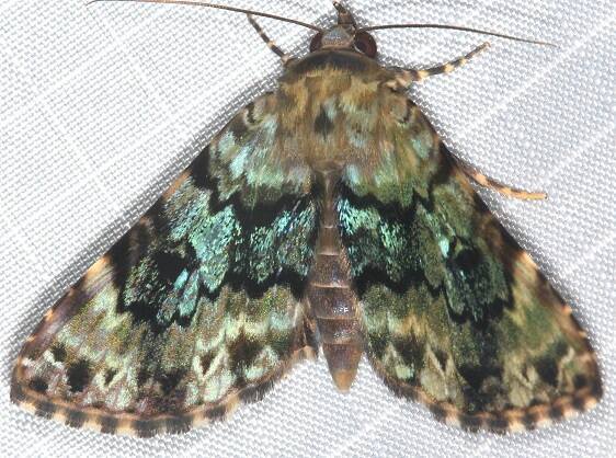 b1092-Sumaco-Lodge-Ecuador-10-10-22