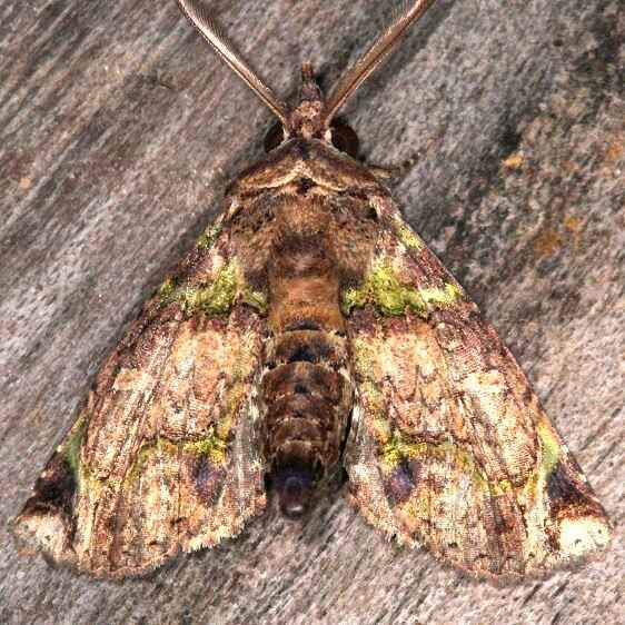 b1096-Sumaco-Lodge-Ecuador-10-8-22