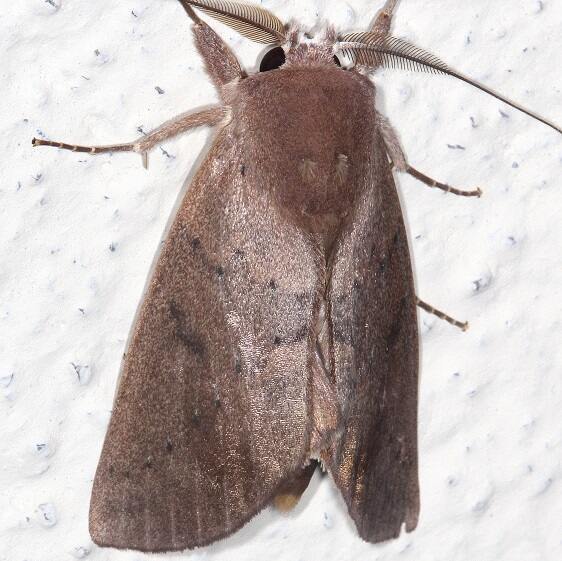 b1098-Terra-Luna-Lodge-Tena-Ecuador-10-11-22