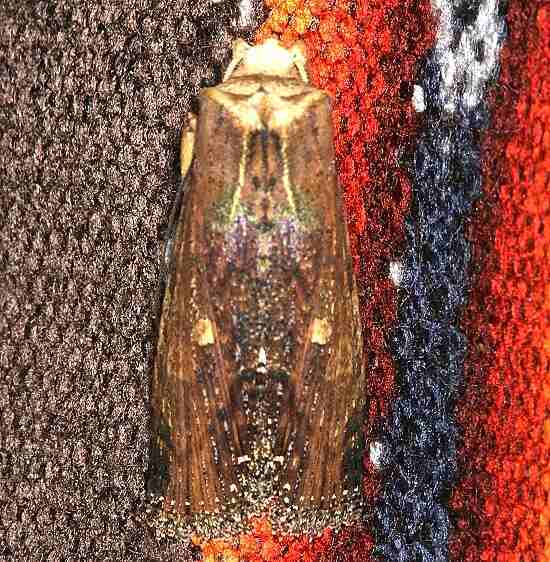 b1099-Sumaco-Lodge-Ecuador-10-10-22