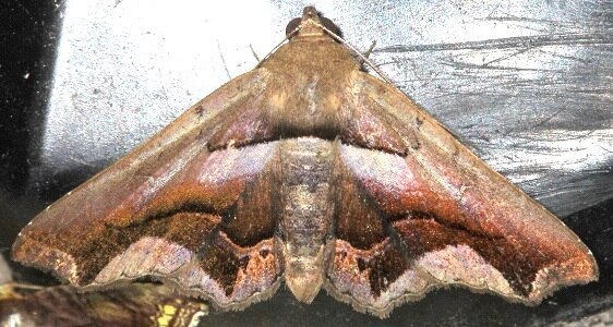 b1100-Sumaco-Lodge-Ecuador-10-9-22