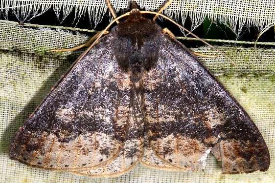 b1101-Sumaco-Lodge-Ecuador-10-10-22