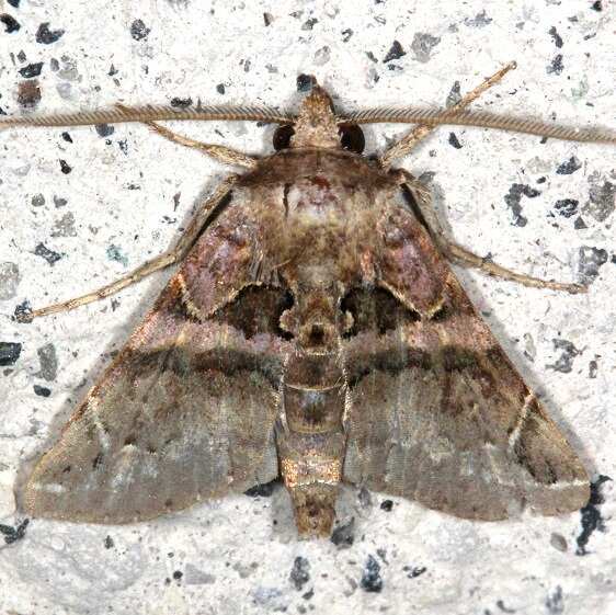 b1102-Terra-Luna-Lodge-Tena-Ecuador-10-12-22