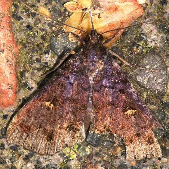 b1104-Sumaco-Lodge-Ecuador-10-10-22