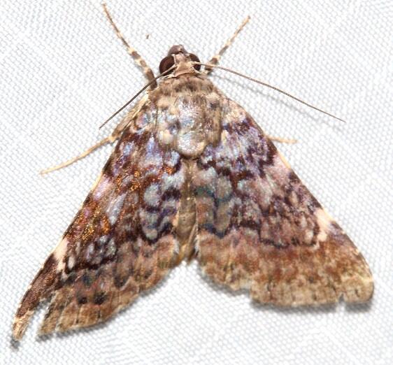 b1105-Terra-Luna-Lodge-Tena-Ecuador-10-12-22