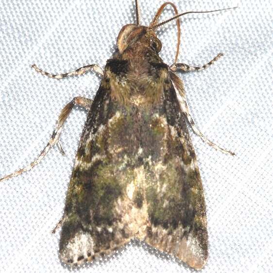 b1108-Sumaco-Lodge-Ecuador-10-10-22