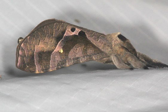1-Ghost-Moth-Sumaco-Lodge-Ecuador-10-9-22