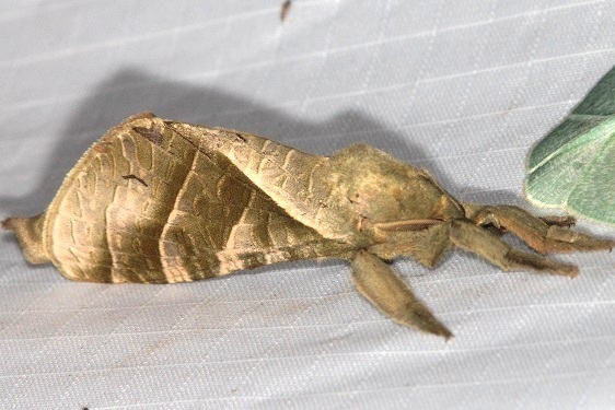 1.2-Sumaco-Lodge-Ecuador-10-9-22