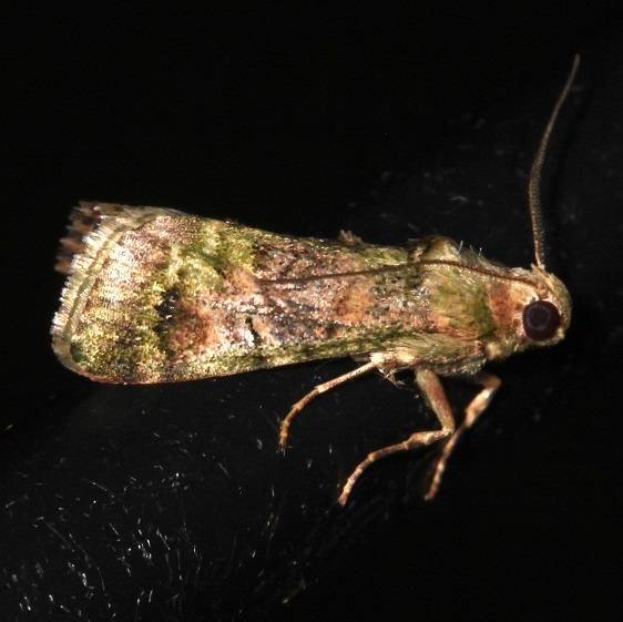 26-Sumaco-Lodge-Ecuador-10-10-22