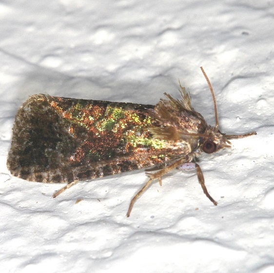 27-Sumaco-Lodge-Ecuador-10-10-22