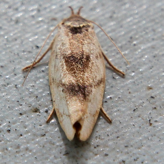 59-Moth-Ecuador-10-3-22-169a