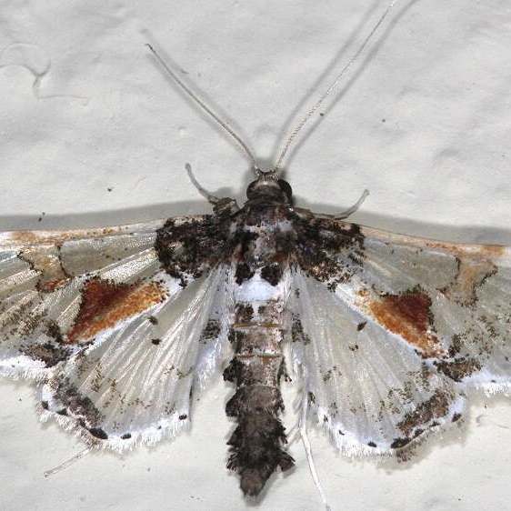 a178-Sumaco-Lodge-Ecuador-10-8-22