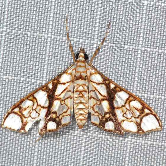 a184-Crambidae Sumaco LodgeEcuador-10-13-22