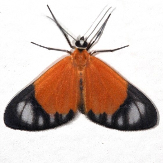 a239-Sumaco-Lodge-Ecuador-10-10-22