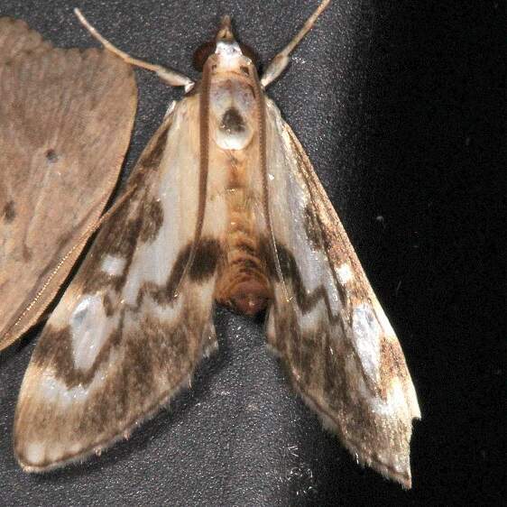 a263-Sumaco-Lodge-Ecuador-10-8-22