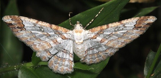 a344-Sumaco-Lodge-Ecuador-10-10-22