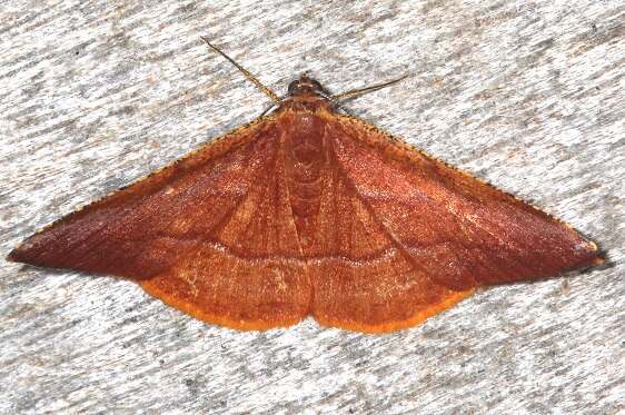 a382-Sumaco-Lodge-Ecuador-10-09-22-15