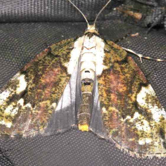 a419-Sumaco-Lodge-10-8-22