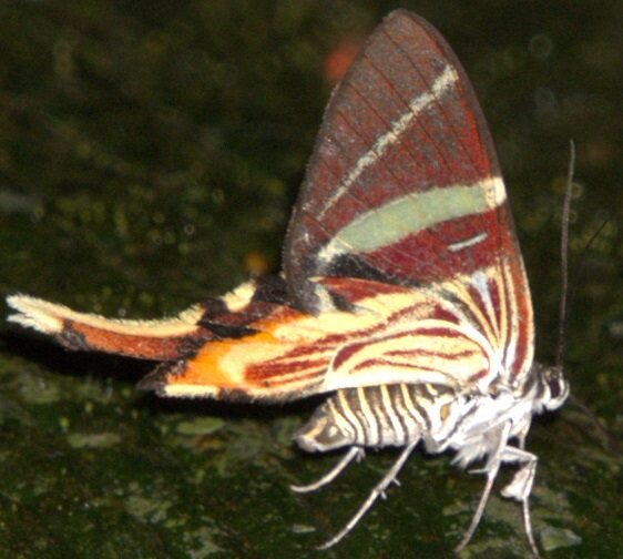 a420-Erateina-cometaris-Sumaco-Lodge-Ecuador-10-8-22