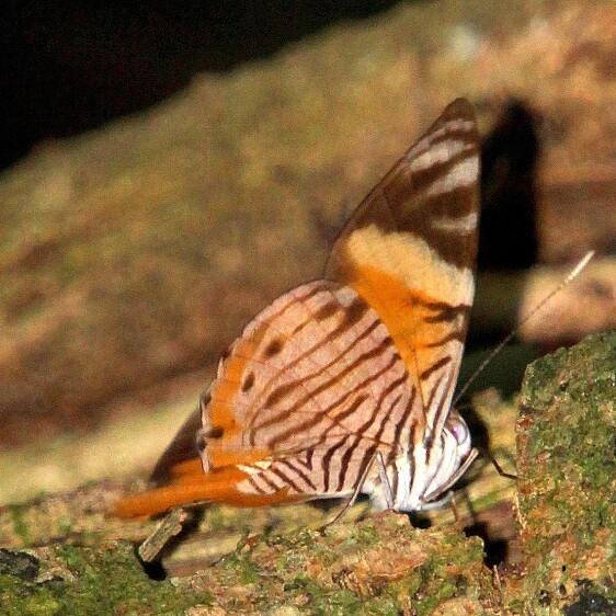 a421-Erateina-sp-Geo-Park-Napa-Sumacaq-Tena-Ecuador-10-4-22