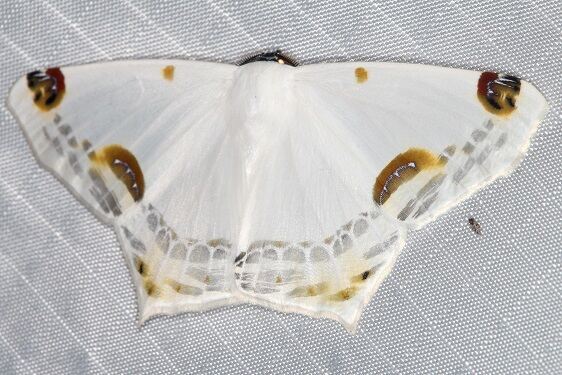 a435-Amazon-Silky-White-Sericoptera-mahometaria-Sumaco-Lodge-10-8-22