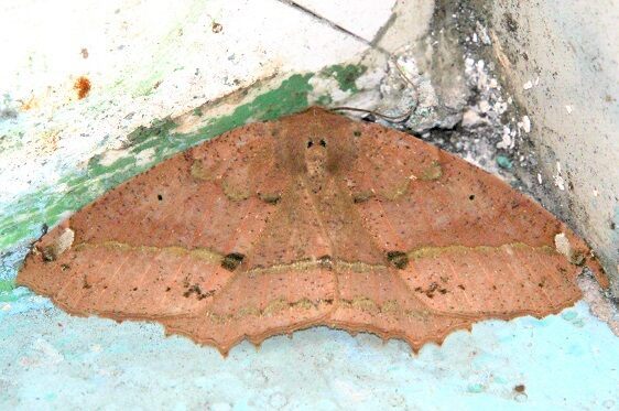 a447-Moth-Ecuador-10-3-22