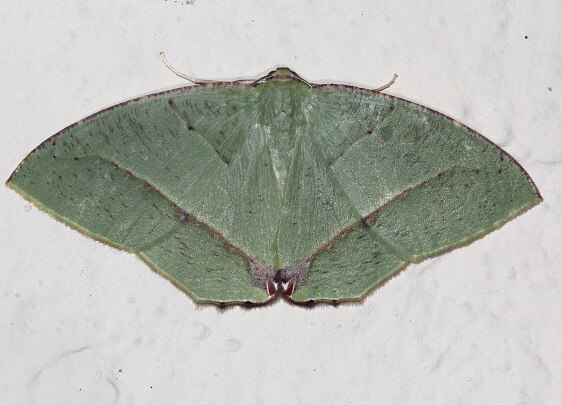 a537-Phyle-glauca-Sumaco-Lodge-Ecuador-10-9-22