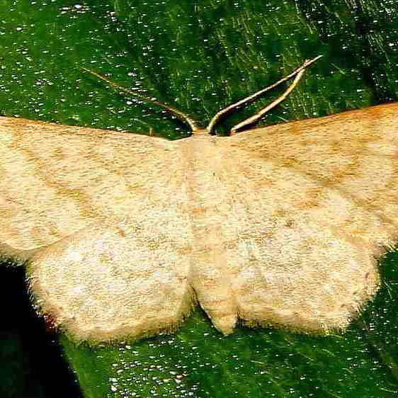 a547-Moth-at-the-Chalua-Yacu-River-Ecuador10-4-22