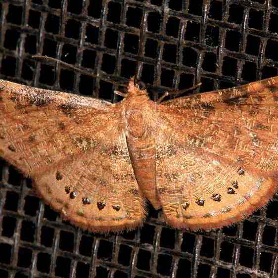 a571-Sumaco-Lodge-Ecuador-10-9-22
