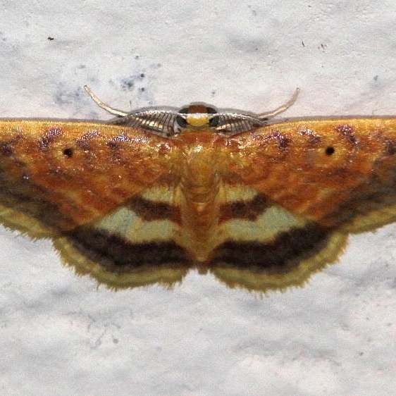 a581 Eois ops Sumaco Lodge Ecuador 10-10-22