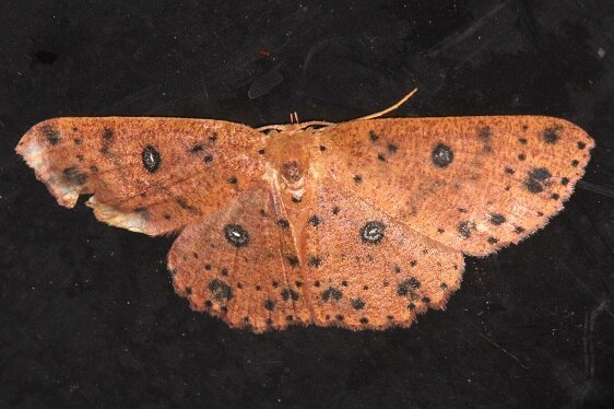 a629 Anisodes pruunelliaria Sumaco Lodge Ecuador 10-10-22