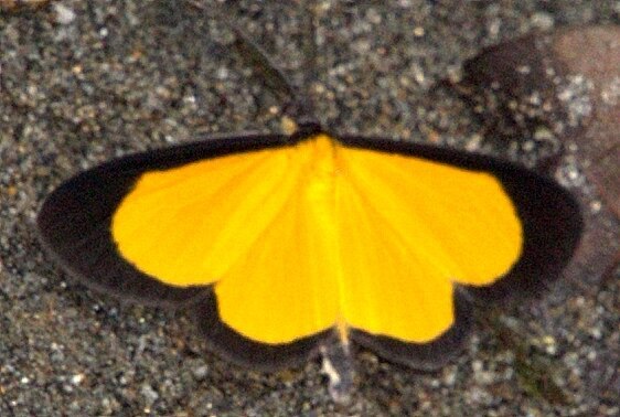 a646-Smicropus-ochra-tentative-Laguns-Azul-Ecuador-10-7-22