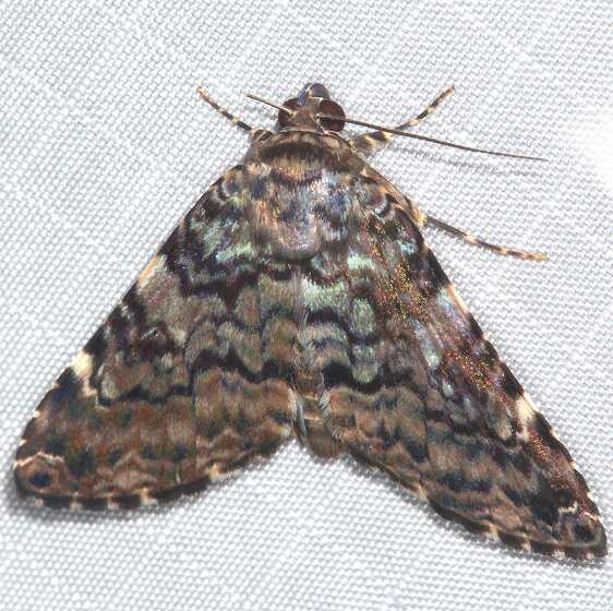 a661-Sumaco-Lodge-Ecuador-10-9-22