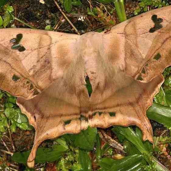 a666-Sumaco-Lodge-Ecuador-10-10-22